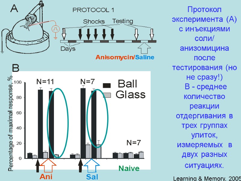 Протокол эксперимента (A) с инъекциями соли/ анизомицина после тестирования (но не сразу!)  B